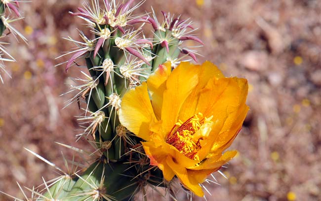 Buckhorn Cholla grows in elevations from 500 to 3,500 feet in sandy or gravelly soils. Cylindropuntia acanthocarpa